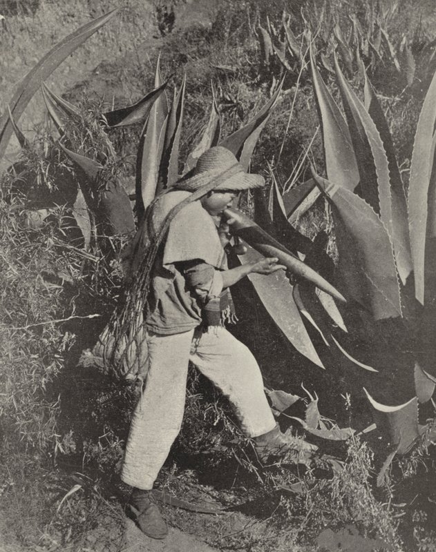 Meksikalı Pulque Toplayıcı (s/b fotoğraf) by American Photographer (after)