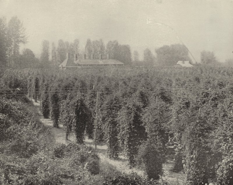 Bir Washington Hop Yard (s/b fotoğraf) by American Photographer (after)