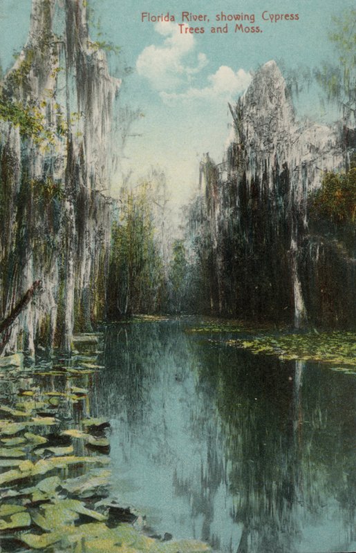 Florida Nehri, Selvi Ağaçları ve Yosunları gösteriyor (fotoğraf) by American Photographer (after)