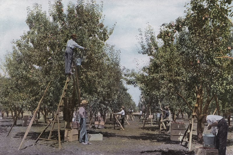 Oregon: Rouge River Valley Orchard