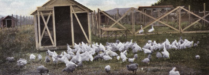 Oregon: Kümes Hayvanları Yetiştiriciliği (fotoğraf) by American Photographer (after)