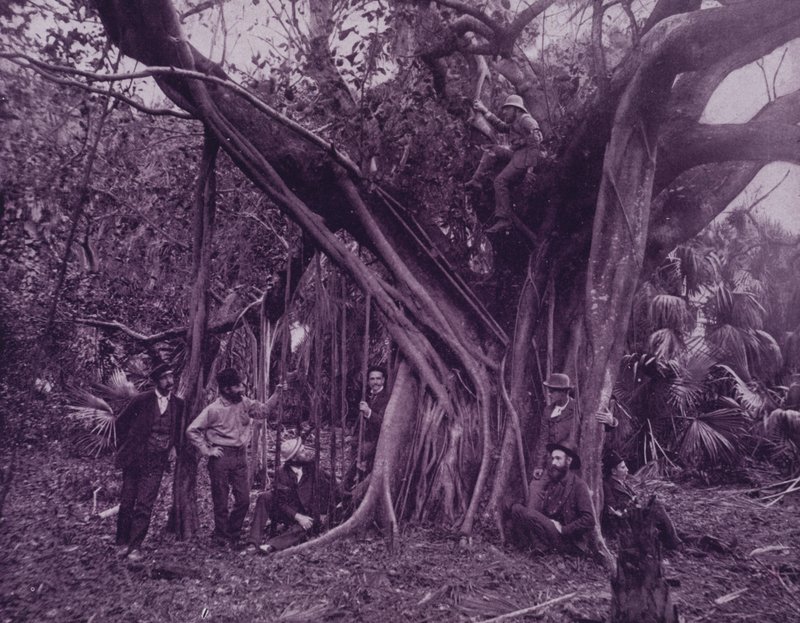 Florida, Banana River'da kauçuk veya banyan ağacı (s/b fotoğraf) by American Photographer (after)