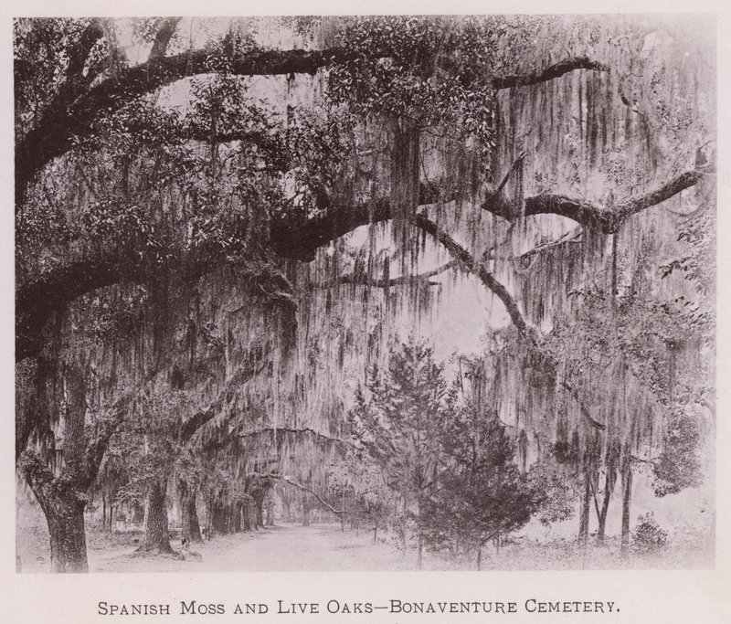 Espagne Moss na Live Oaks, Irimbi rya Bonaventure (b / w ifoto) by American Photographer (after)