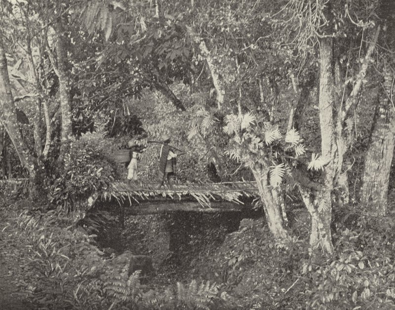 Vera Cruz Eyaletinde Tropikal Manzara, Meksika (s/b fotoğraf) by American Photographer (after)