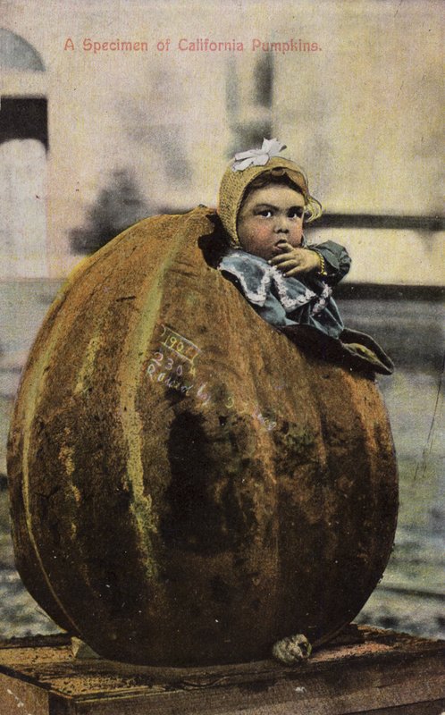 California balkabağı örneği (renkli fotoğraf) by American Photographer
