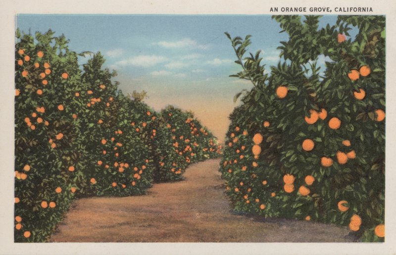 Bir portakal bahçesi, California by American Photographer