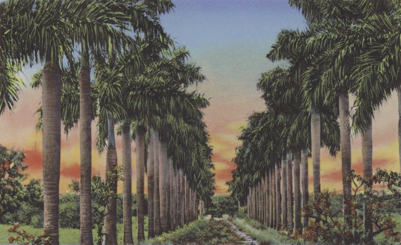 Calle de Palmas, Royal Palms Caddesi (renkli fotoğraf) by American Photographer