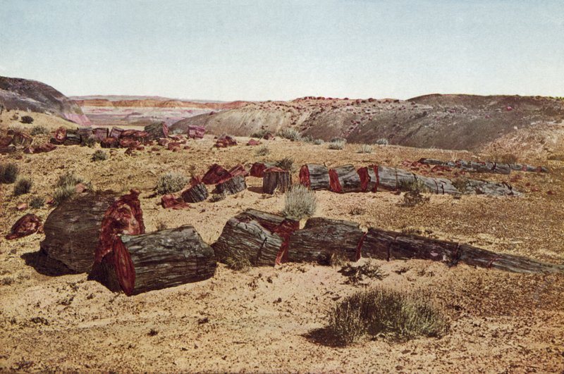 Taşlaşmış Orman, Arizona (renkli fotoğraf) by American Photographer