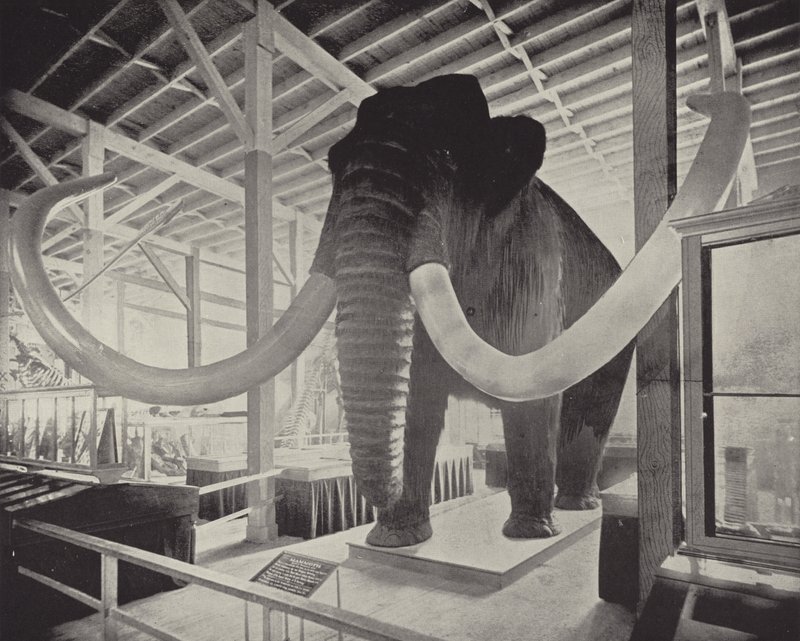 Büyük Sibirya Mamutu by American Photographer