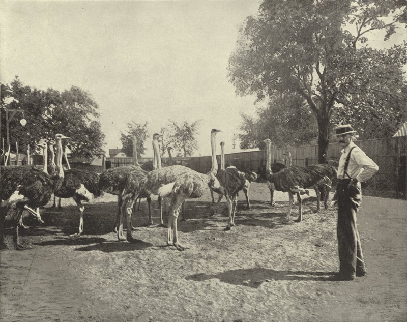 Devekuşları by American Photographer