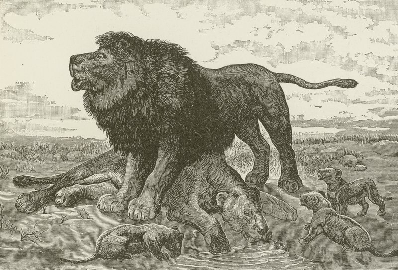 JN Nettleship'in bir tablosundan Afrika Çölü'nde Bir Ağıt by American School