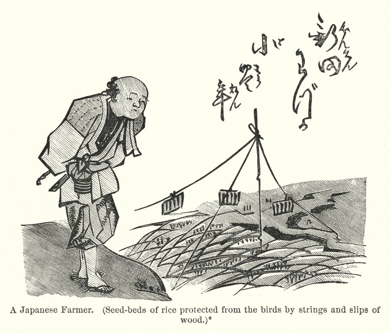 Bir Japon Çiftçi, Kuşlardan ipler ve tahta parçaları ile korunan pirinç tohum yatakları (gravür) by American School