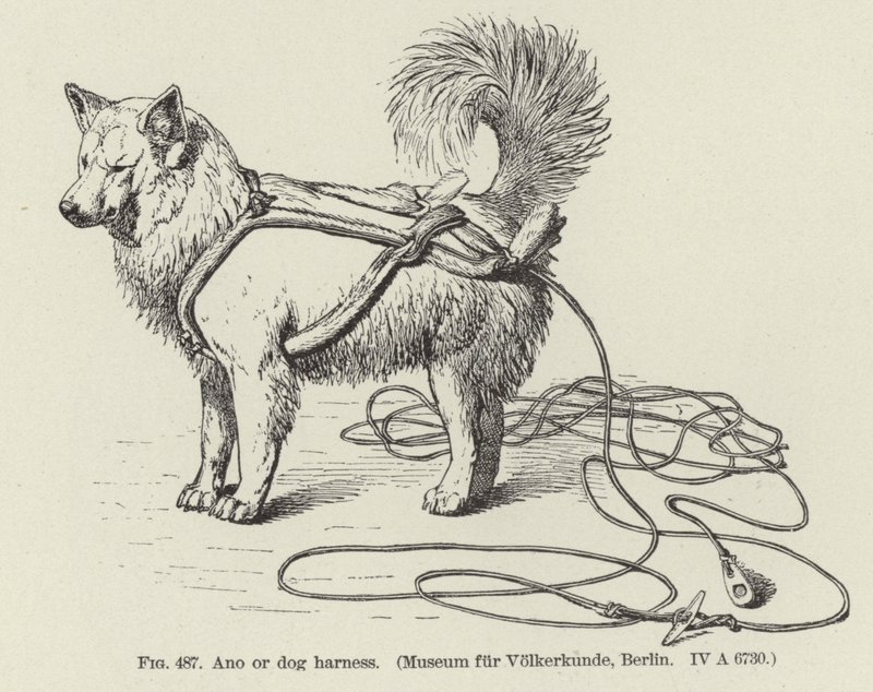 Ano veya köpek koşum takımı by American School