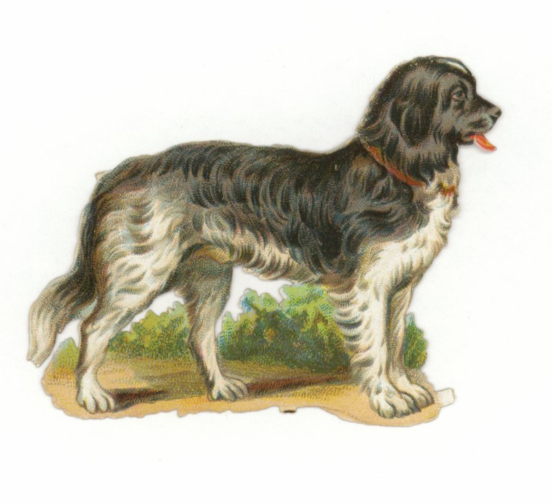 siyah beyaz köpek by American School