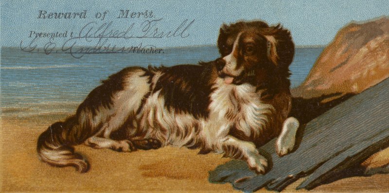 Sahilde Border Collie köpeği by American School