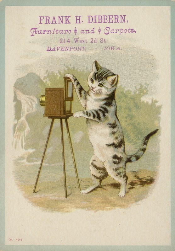 Fotoğraf Çeken Kedi by American School