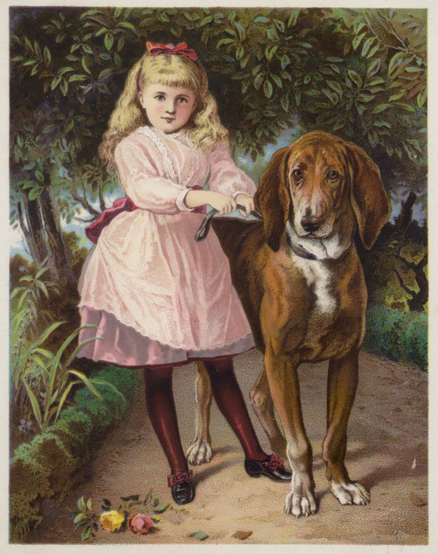 Bloodhound