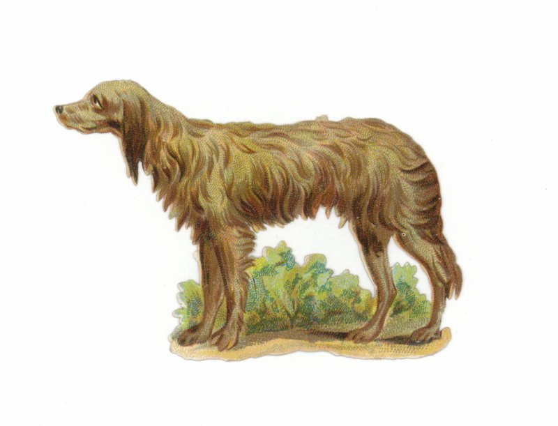 İrlanda Kurt Köpeği by American School