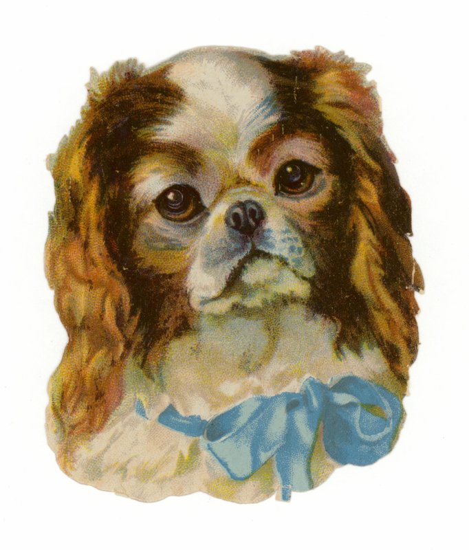 Kral Charles Cavalier İspanyol by American School