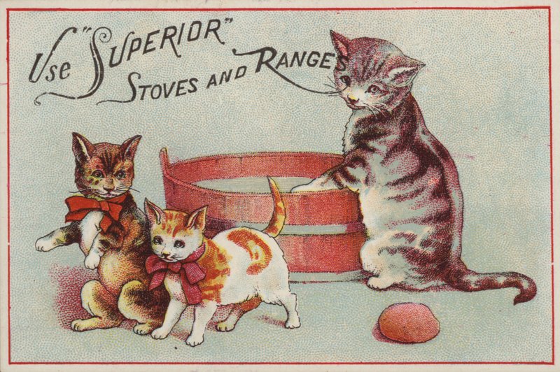 Yavru kedi ile anne kedi by American School