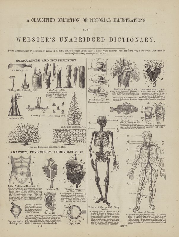 Webster