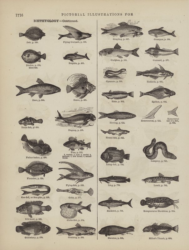 Webster