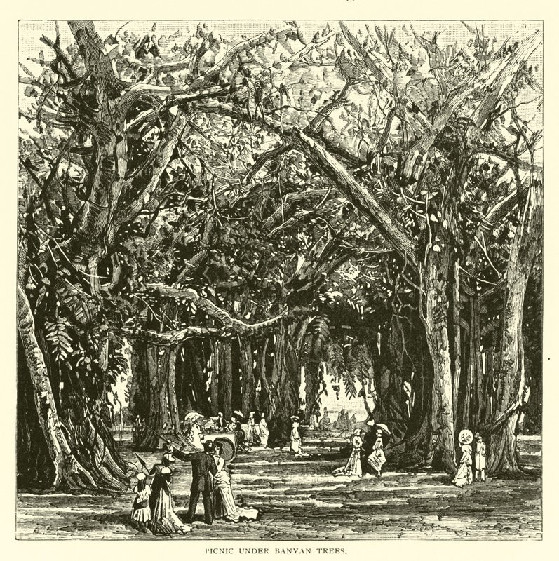 Banyan ağaçlarının altında piknik by American School