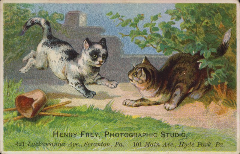 oynak yavru kedi by American School