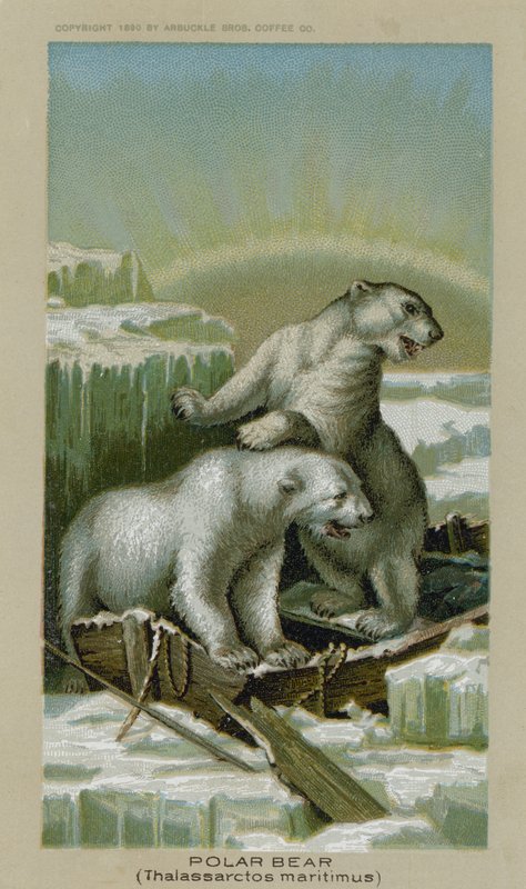 Kutup Ayısı, Thalassarctos Maritimus (chromolitho) by American School