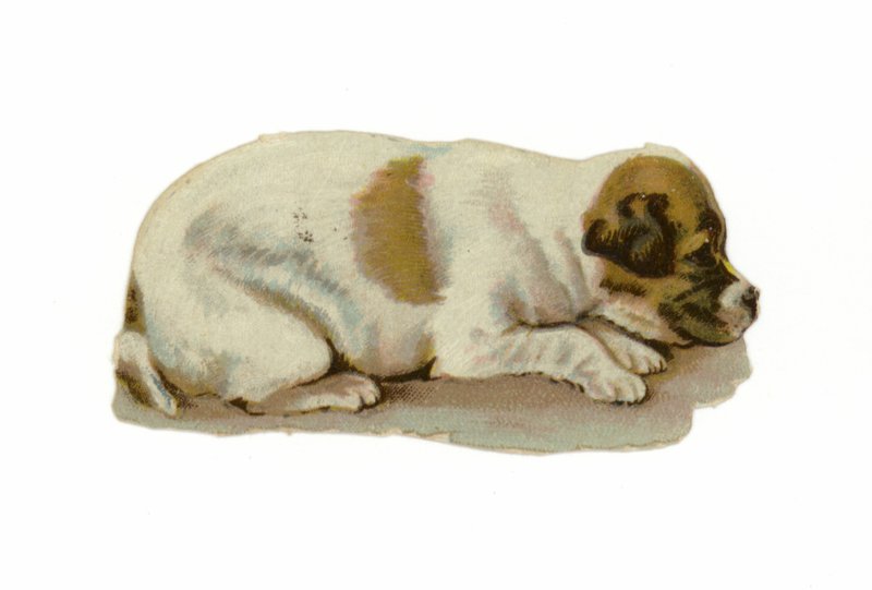 Köpek yavrusu uzanmış by American School