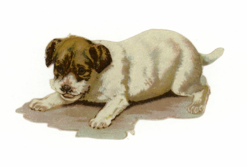köpek yavrusu oynuyor by American School