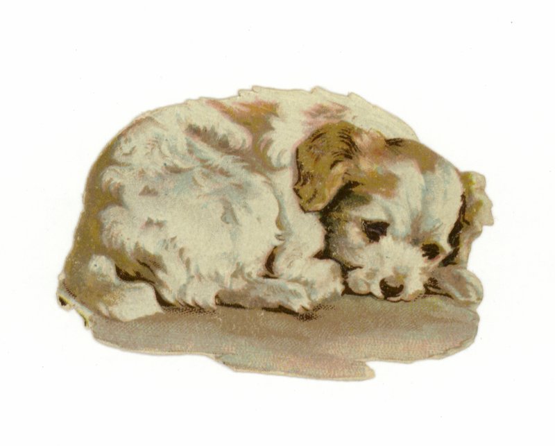 Uyuyan köpek yavrusu by American School