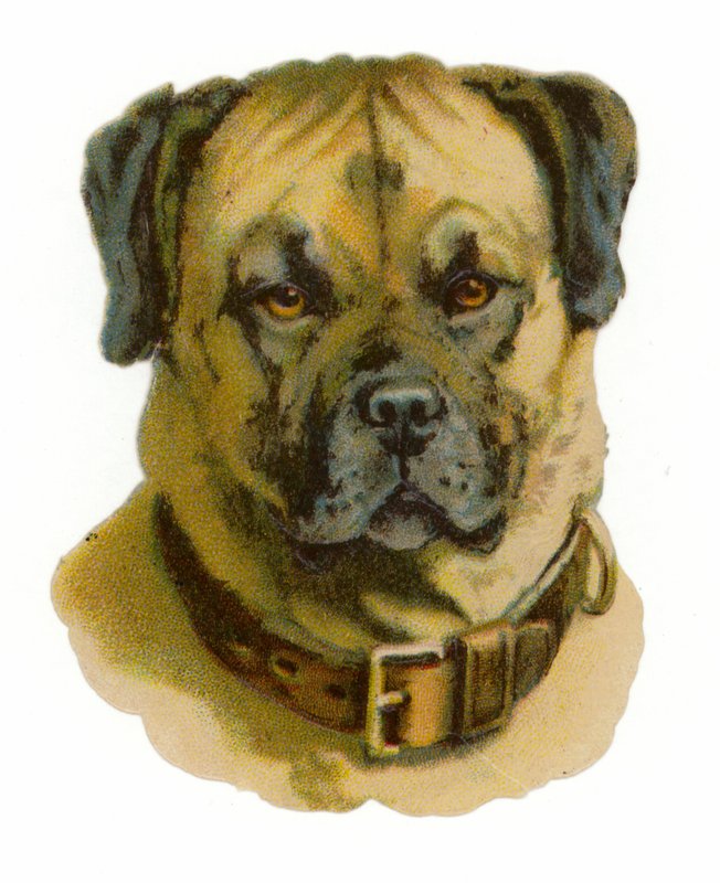 Rottweiler köpek kafası by American School