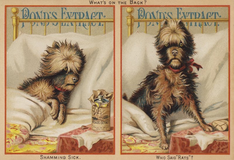 Yatakta Hasta Köpek by American School
