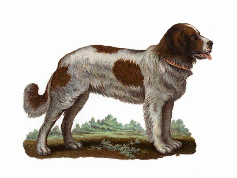 Aziz Bernard Köpek by American School