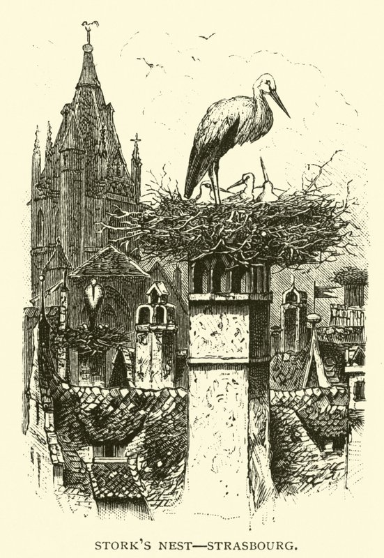 Leylek yuvası, Strasbourg by American School