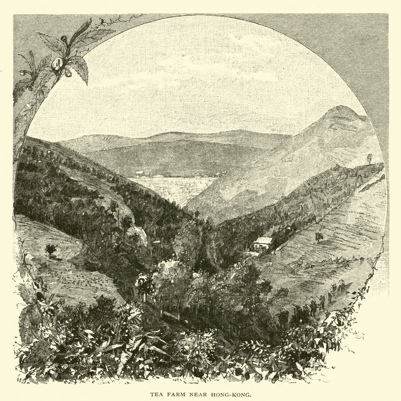 Hong Kong yakınlarındaki çay çiftliği by American School