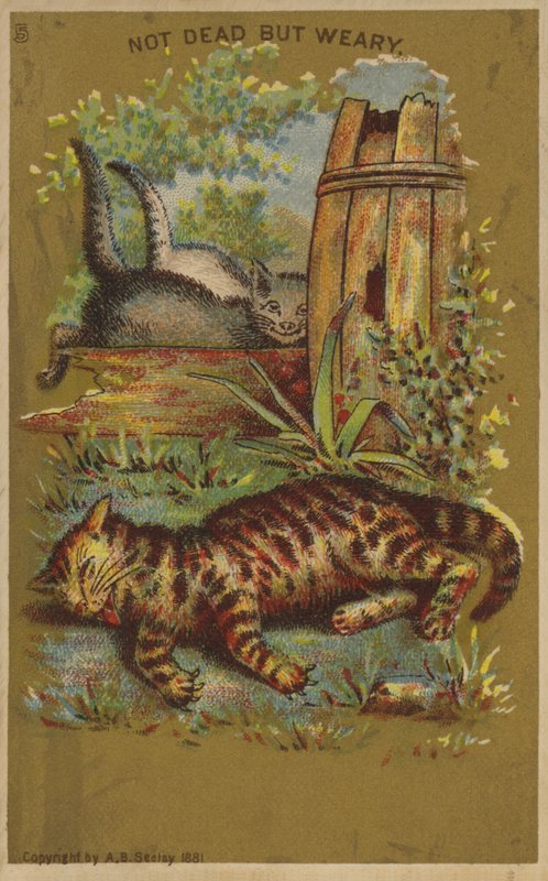 Üç Yorgun Kedi. by American School