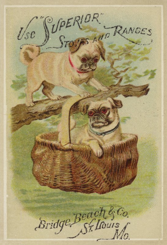 iki köpek ve sepet by American School