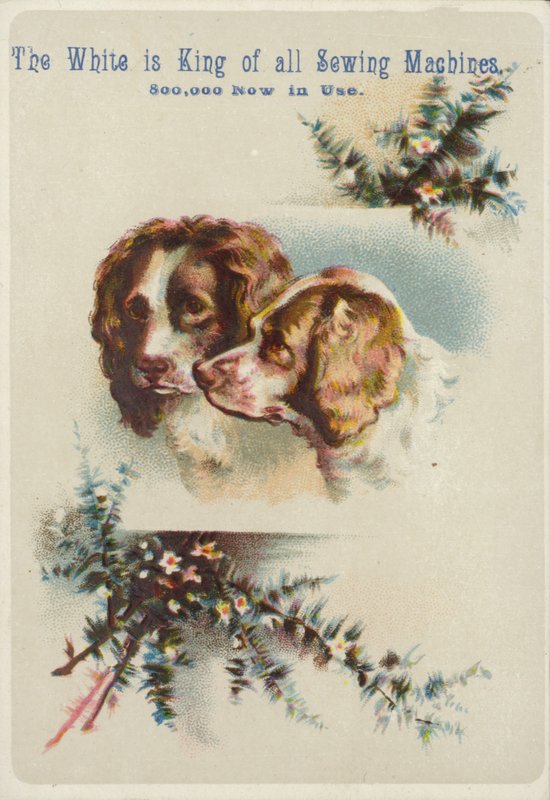 İki köpek bir arada by American School