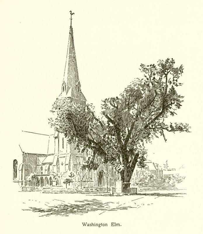 Washington Elm, Cambridge by American School