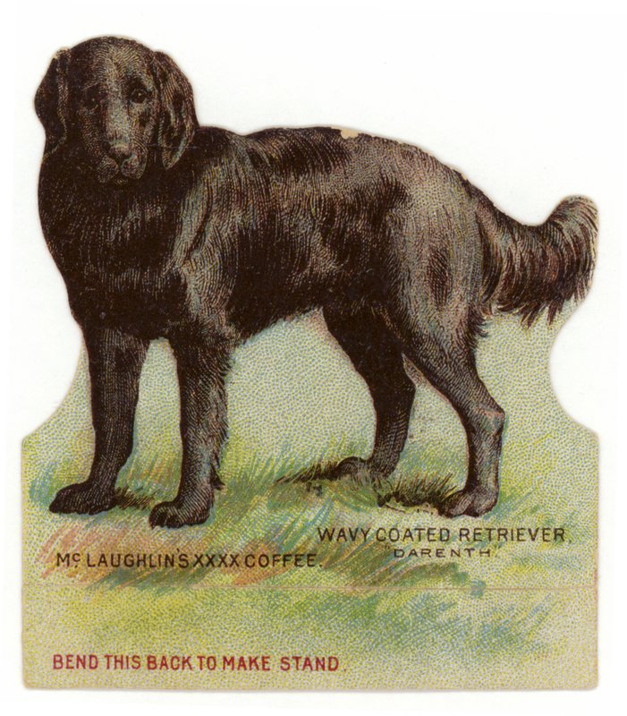 Dalgalı Kaplamalı Siyah Retriever by American School
