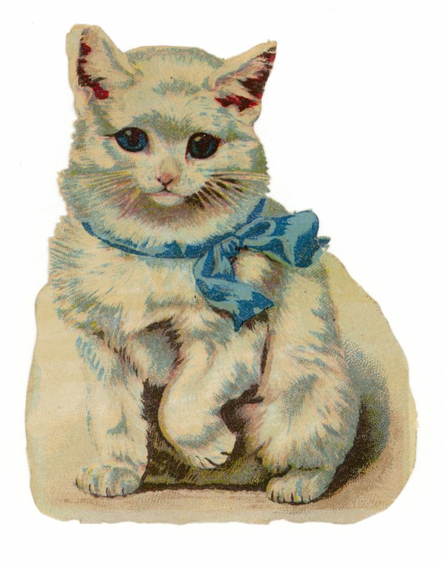 Mavi Fiyonklu Beyaz Kedi by American School