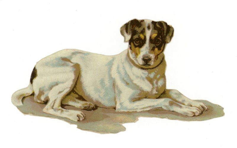 Genç köpek uzanmış by American School