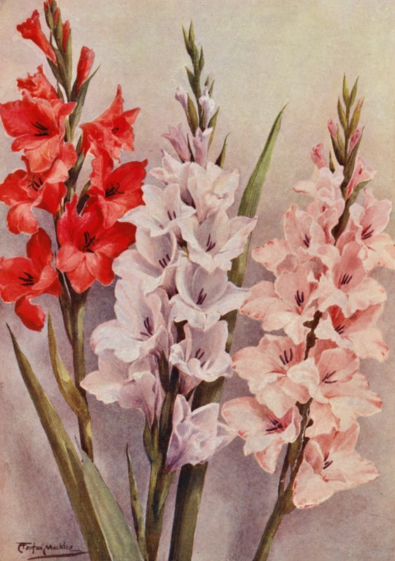 by Angelo Fairfax Muckley