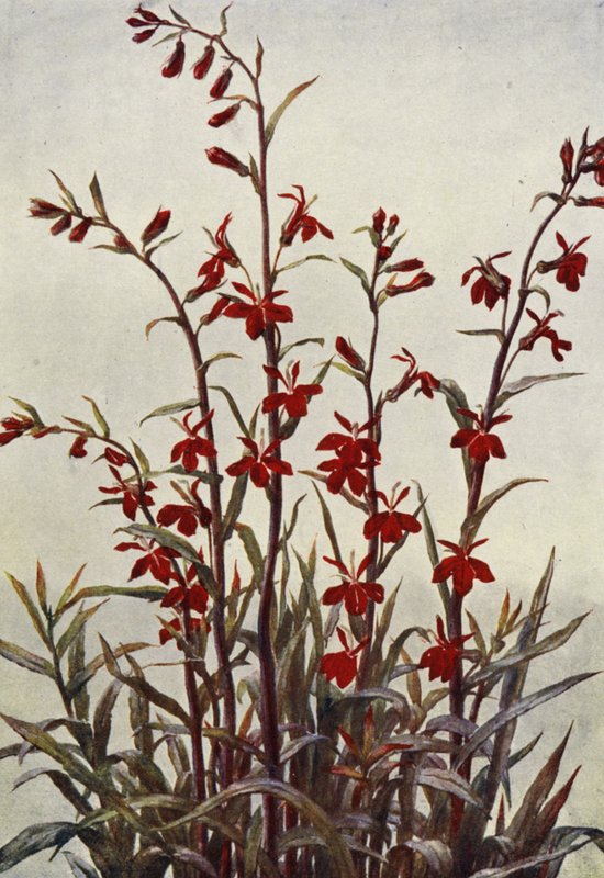  by Angelo Fairfax Muckley