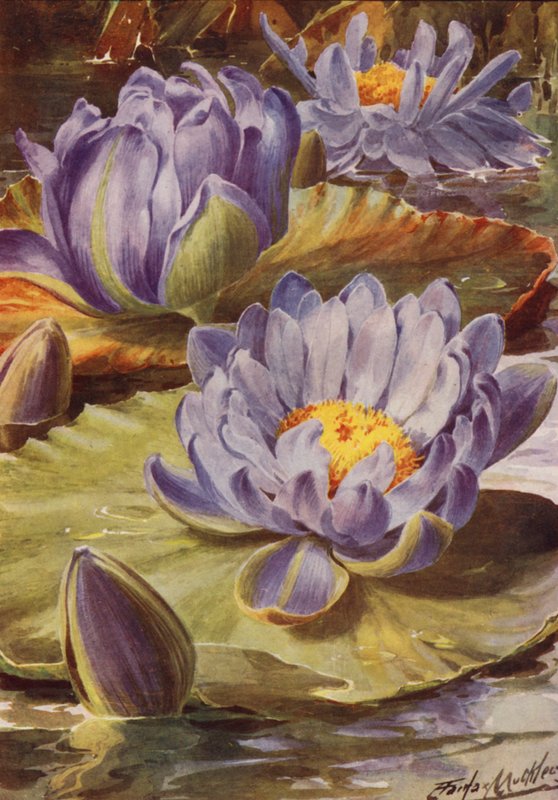  by Angelo Fairfax Muckley