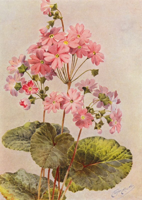  by Angelo Fairfax Muckley
