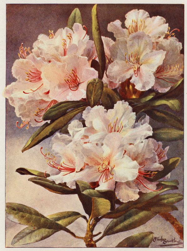  by Angelo Fairfax Muckley