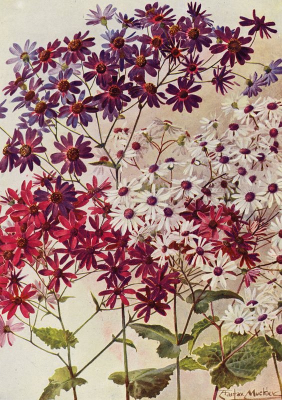  by Angelo Fairfax Muckley